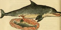 An illustration from L'histoire naturelle des estranges poissons marins, avec la vraie peincture & description du daulphin, & de plusieurs autres de son espece (1551)