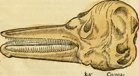 An illustration from L'histoire naturelle des estranges poissons marins, avec la vraie peincture & description du daulphin, & de plusieurs autres de son espece (1551)