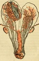 An illustration from L'histoire naturelle des estranges poissons marins, avec la vraie peincture & description du daulphin, & de plusieurs autres de son espece (1551)