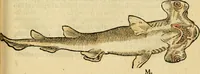 Picture 24 of 29 from L'histoire naturelle des estranges poissons marins, avec la vraie peincture & description du daulphin, & de plusieurs autres de son espece (1551), leaf 94