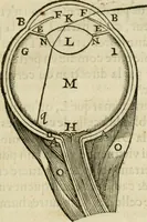 An illustration from L'homme, et la formation du foetus (1677)