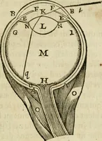 An illustration from L'homme, et la formation du foetus (1677)