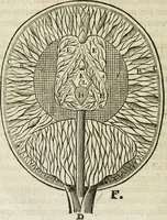 An illustration from L'homme, et la formation du foetus (1677)