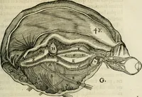 An illustration from L'homme, et la formation du foetus (1677)