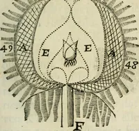 An illustration from L'homme, et la formation du foetus (1677)