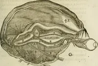 An illustration from L'homme, et la formation du foetus (1677)