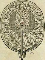 An illustration from L'homme, et la formation du foetus (1677)