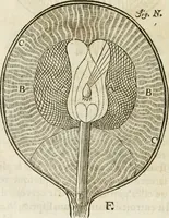 An illustration from L'homme, et la formation du foetus (1677)