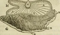 An illustration from L'homme, et la formation du foetus (1677)