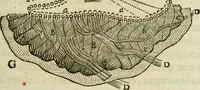 An illustration from L'homme, et la formation du foetus (1677)