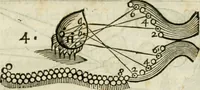 Picture 42 of 91 from L'homme, et la formation du foetus (1677), leaf 140