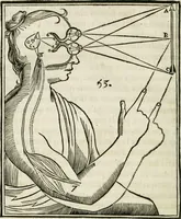 An illustration from L'homme, et la formation du foetus (1677)