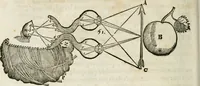An illustration from L'homme, et la formation du foetus (1677)