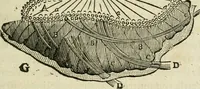 An illustration from L'homme, et la formation du foetus (1677)