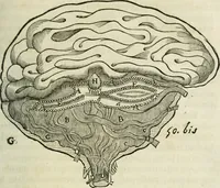 An illustration from L'homme, et la formation du foetus (1677)