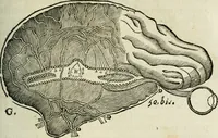 An illustration from L'homme, et la formation du foetus (1677)