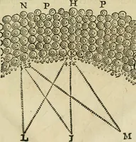 An illustration from L'homme, et la formation du foetus (1677)