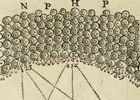 An illustration from L'homme, et la formation du foetus (1677)