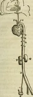 An illustration from L'homme, et la formation du foetus (1677)