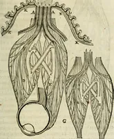 An illustration from L'homme, et la formation du foetus (1677)