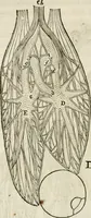 An illustration from L'homme, et la formation du foetus (1677)