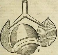 An illustration from L'homme, et la formation du foetus (1677)