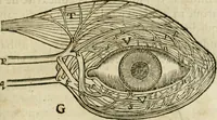An illustration from L'homme, et la formation du foetus (1677)