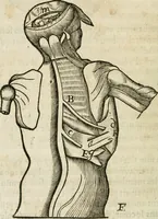 An illustration from L'homme, et la formation du foetus (1677)