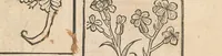 An illustration from Liber der arte distulandi simplicia et composita : das nüv bůch d[er] rechte[n] Kunst zů distilliere[n] (1509)