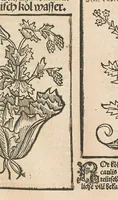 An illustration from Liber der arte distulandi simplicia et composita : das nüv bůch d[er] rechte[n] Kunst zů distilliere[n] (1509)