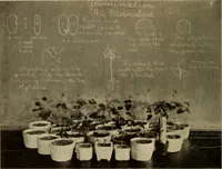 Picture 4 of 60 from The library at work and play (1912), leaf 21