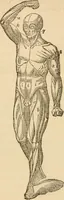An illustration from Library of mesmerism and psychology (1871)