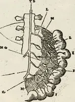 Picture 8 of 33 from Library of mesmerism and psychology (1871), leaf 317