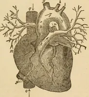 Picture 9 of 33 from Library of mesmerism and psychology (1871), leaf 318