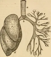 Picture 10 of 33 from Library of mesmerism and psychology (1871), leaf 320