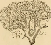 Picture 12 of 33 from Library of mesmerism and psychology (1871), leaf 322