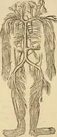 An illustration from Library of mesmerism and psychology (1871)