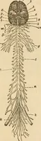 Picture 14 of 33 from Library of mesmerism and psychology (1871), leaf 324