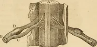 Picture 15 of 33 from Library of mesmerism and psychology (1871), leaf 326