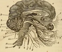 An illustration from Library of mesmerism and psychology (1871)