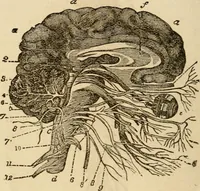 Picture 19 of 33 from Library of mesmerism and psychology (1871), leaf 799