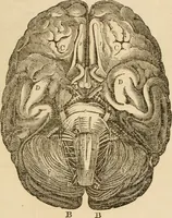 Picture 22 of 33 from Library of mesmerism and psychology (1871), leaf 802