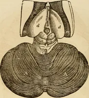 An illustration from Library of mesmerism and psychology (1871)