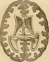 An illustration from Library of mesmerism and psychology (1871)
