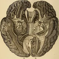 Picture 26 of 33 from Library of mesmerism and psychology (1871), leaf 807