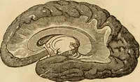 An illustration from Library of mesmerism and psychology (1871)
