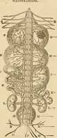 An illustration from Library of mesmerism and psychology (1871)