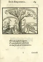 Picture 31 of 36 from Libro de las honras que hizo el Colegio de la Co[m]pañia de Iesus de Madrid, à la M.C. de la Emperatriz doña Maria de Austria, fundadora del dicho Colegio, que se celebraron a 21. de Abril de 1603 (1603), leaf 157