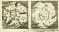 An illustration from Li cinque ordini dell' architettura civile di Michel Sanmicheli : rilevati dalle sue fabriche, e descritti e publicati con quelli di Vitruvio, Alberti, Palladio, Scamozzi, Serlio, e Vignola (1735)