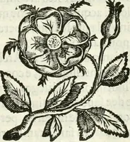 An illustration from L'idea della architettura vniversale (1615)